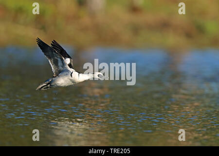 smew (Mergellus albellus, Mergus albellus), male flying over water, Sweden, Kramfors Stock Photo