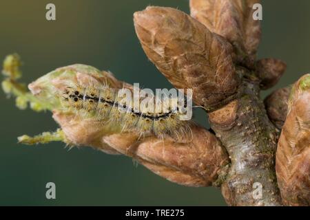 autumn emperor moth (Perisomena caecigena, Saturnia caecigena), caterpillar feeding at an oak, view from above, Germany Stock Photo