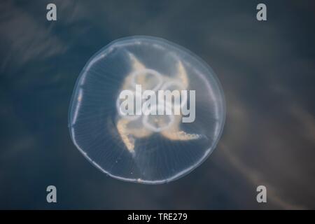 Moon jelly, Common jellyfish (Aurelia aurita), swimming, view from above, Iceland