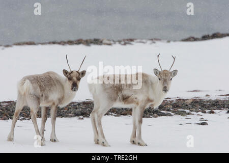 European reindeer, European caribou (Rangifer tarandus tarandus), reindeers in winter, Norway, Varangerfjord, Kiberg Stock Photo