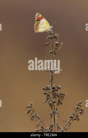 lilac tip, magenta tip (Colotis celimene), lateral view, Gambia, Western Division WD Stock Photo