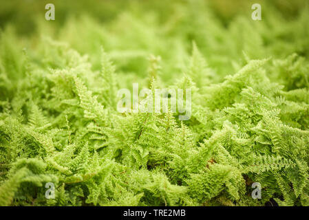 Fern close up in the garden nature decorate beautiful green fern plant background Stock Photo