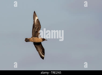 Great skua (Stercorarius skua, Catharacta skua), in flight, Netherlands Stock Photo