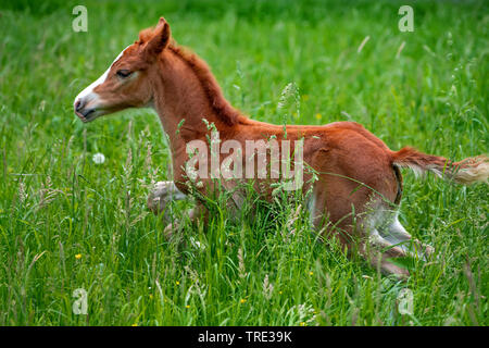 Welsh and cob pony (Equus przewalskii f. caballus), walking pony foal on high grass, side view, Germany, North Rhine-Westphalia Stock Photo