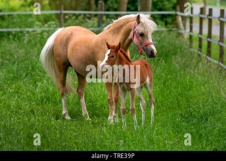 Welsh and cob pony (Equus przewalskii f. caballus), mare with foal on a paddock, Germany, North Rhine-Westphalia Stock Photo