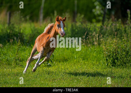 Welsh and cob pony (Equus przewalskii f. caballus), foal galloping in a meadow, front view, Germany, North Rhine-Westphalia Stock Photo