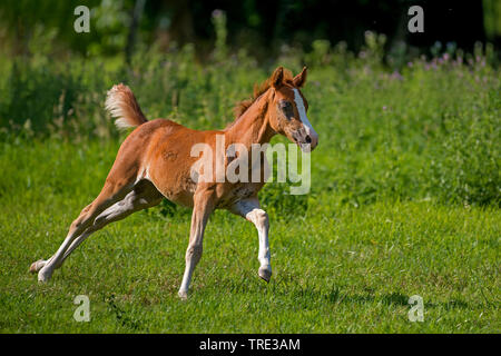 Welsh and cob pony (Equus przewalskii f. caballus), foal running in a meadow, side view, Germany, North Rhine-Westphalia Stock Photo