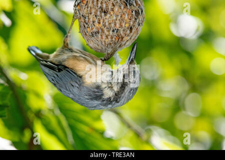 Eurasian nuthatch (Sitta europaea), eating at a fat ball, side view, Germany, North Rhine-Westphalia Stock Photo