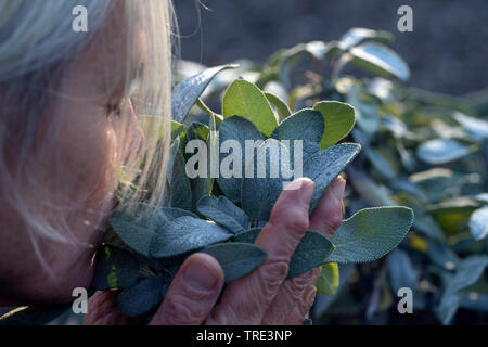 common sage, kitchen sage (Salvia officinalis), woman smelling at sage leaves, Germany Stock Photo