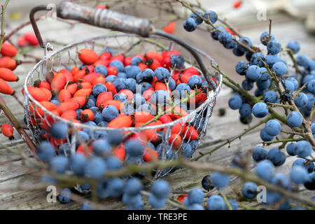 blackthorn, sloe (Prunus spinosa), collected fruits of blackthorn and rose-hips in a bowl, Germany Stock Photo
