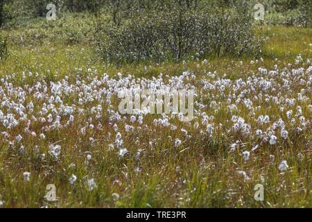 common cotton-grass, narrow-leaved cotton-grass (Eriophorum angustifolium), fruiting on a meadow, Iceland Stock Photo