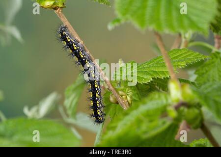 scarlet tiger (Callimorpha dominula, Panaxia dominula), eating caterpillar at a twig, side view, Germany Stock Photo