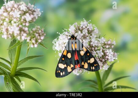 scarlet tiger (Callimorpha dominula, Panaxia dominula), sitting at a blossom, view from above, Germany Stock Photo