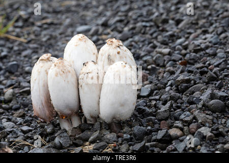 Shaggy ink cap, Lawyer's wig, Shaggy mane (Coprinus comatus, Coprinus ovatus), braking through asphalt, Iceland Stock Photo