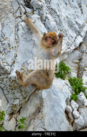 barbary ape, barbary macaque (Macaca sylvanus), climbing at a rock, United Kingdom, England, Gibraltar Stock Photo