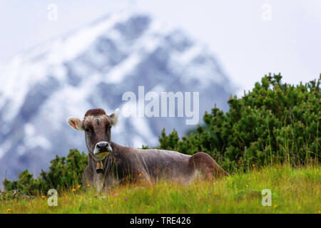domestic cattle (Bos primigenius f. taurus), Allgaeu cattle on an alpine pasture, alps in the background, Germany, Bavaria Stock Photo