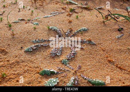 morning dew on a plant, Canary Islands, Fuerteventura Stock Photo