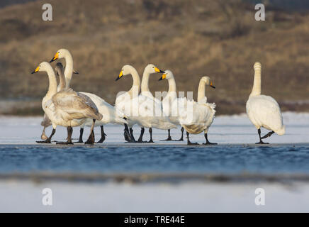whooper swan (Cygnus cygnus), group on frozen lake, Netherlands, Terschelling Stock Photo