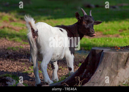 Pygmy goat (Capra hircus, Capra aegagrus f. hircus), sticking tongue out, Germany Stock Photo
