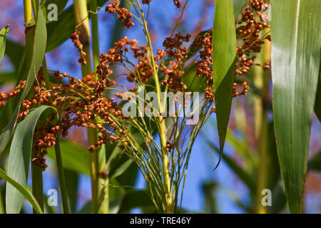 Johnson grass, sorghum (Sorghum halepense), fruiting, Germany Stock Photo