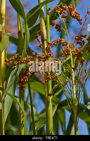 Johnson grass, sorghum (Sorghum halepense), fruiting, Germany Stock Photo