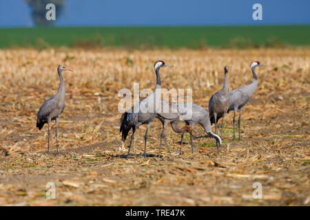 Common crane, Eurasian Crane (Grus grus), group on the feed on a harvested field, Germany, Mecklenburg-Western Pomerania Stock Photo