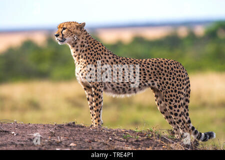 cheetah (Acinonyx jubatus), standing on termite mound, Kenya, Masai Mara National Park Stock Photo