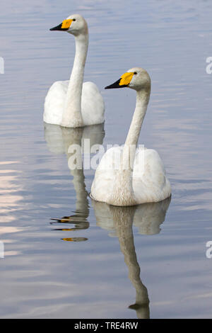 whooper swan (Cygnus cygnus), two swimming whooper swans, Germany Stock Photo