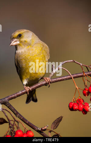 western greenfinch (Carduelis chloris, Chloris chloris), sitting on a branch with red berries, Germany Stock Photo