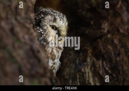 boreal owl, Tengmalm's owl, Richardson's owl (Aegolius funereus), portrait, Czech Republic Stock Photo