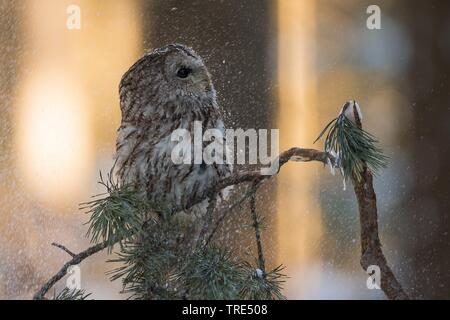 Eurasian tawny owl (Strix aluco), perching on a branch during snowfall, Czech Republic Stock Photo