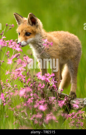 red fox (Vulpes vulpes), fox cub sniffing at pink blossoms, Czech Republic Stock Photo