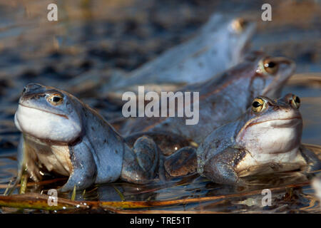 moor frog (Rana arvalis), four males, Germany, Bavaria Stock Photo