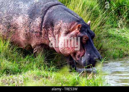 hippopotamus, hippo, Common hippopotamus (Hippopotamus amphibius), walks in river, Kenya, Kenya, Masai Mara National Park Stock Photo