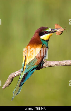 European bee eater (Merops apiaster), with caught butterfly in the beak, Austria, Burgenland, Neusiedler See National Park Stock Photo