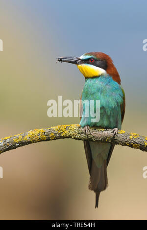 European bee eater (Merops apiaster), on a branch with bee in the beak, Austria, Burgenland, Neusiedler See National Park Stock Photo