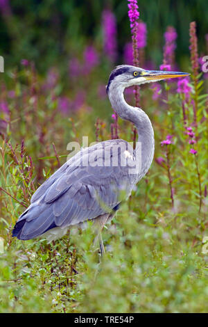 grey heron (Ardea cinerea), Austria, Burgenland, Neusiedler See National Park Stock Photo