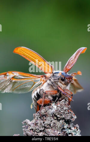 Common cockchafer, Maybug, Maybeetle (Melolontha melolontha), starting, Austria, Burgenland