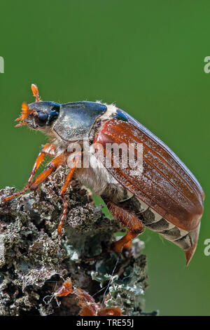 Common cockchafer, Maybug, Maybeetle (Melolontha melolontha), lateral view, Austria, Burgenland