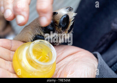 resin creme on a dog's paw, Germany Stock Photo