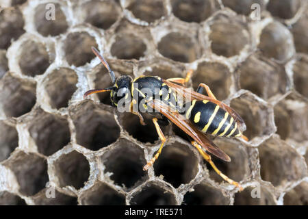Paper wasp (Polistes nimpha, Polistes opinabilis), wasp nest, Germany Stock Photo