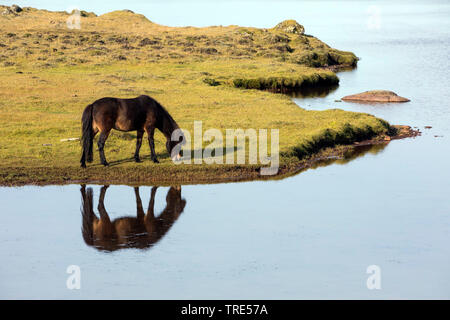 Islandic horse, Icelandic horse, Iceland pony (Equus przewalskii f. caballus), grazing horse at the coast with mirror image, Iceland Stock Photo