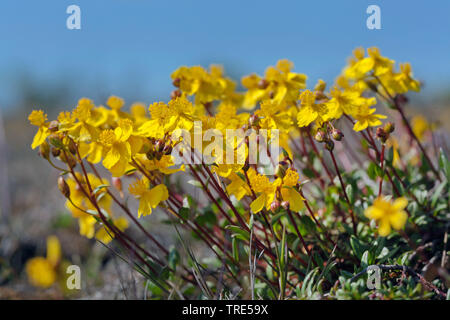 hoary rock-rose (Helianthemum oelandicum), blooming, Sweden, Oeland Stock Photo