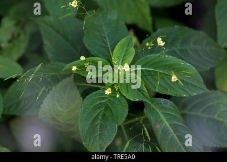 small balsam (Impatiens parviflora), blooming, Germany Stock Photo