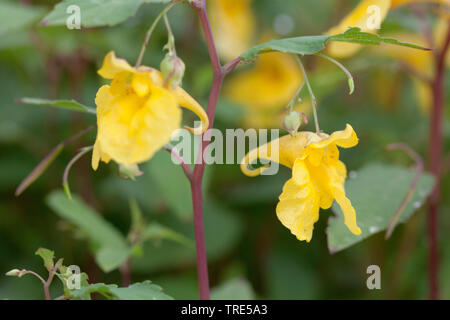 western touch-me-not (Impatiens noli-tangere), flowers, Germany, Bavaria Stock Photo
