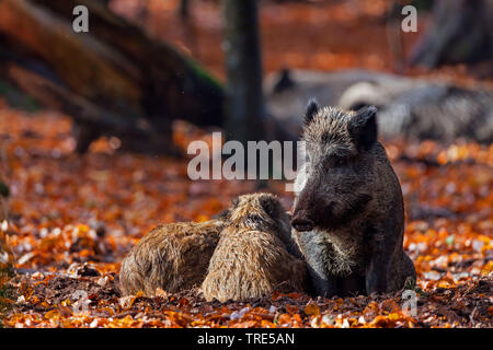 wild boar, pig, wild boar (Sus scrofa), wild sow lying with shoats on autumn leaves, Germany, Bavaria Stock Photo