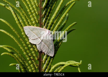 Light Emerald (Campaea margaritaria, Campaea margaritata), top view, Netherlands, Frisia Stock Photo