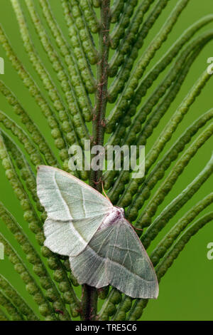 Light Emerald (Campaea margaritaria, Campaea margaritata), top view, Netherlands, Frisia Stock Photo
