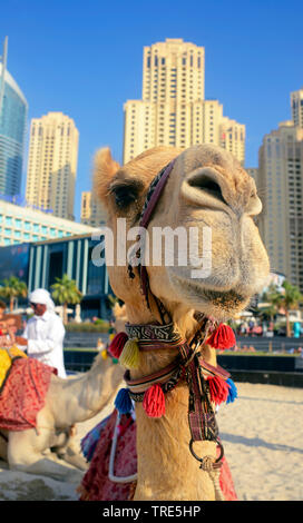 camel in front of the skyscrapers of the city of Dubai, United Arab Emirates, Dubai Stock Photo