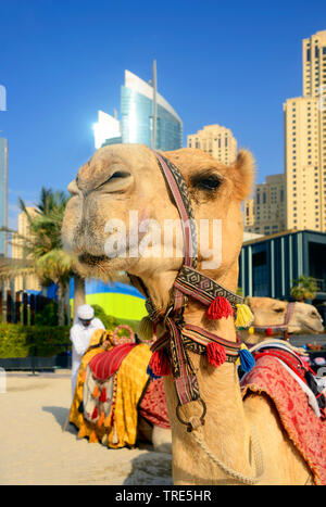 camel in front of the skyscrapers of the city of Dubai, United Arab Emirates, Dubai Stock Photo